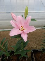 [5337 Free World VH No02.JPG]